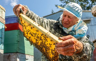 Arıcı işi, arıcı inceler, inceler ve çerçeveleri bal peteği ile düzeltir