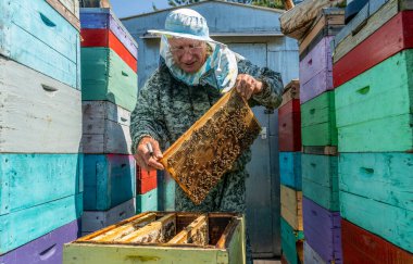 Arıcı işi, arıcı inceler, inceler ve çerçeveleri bal peteği ile düzeltir