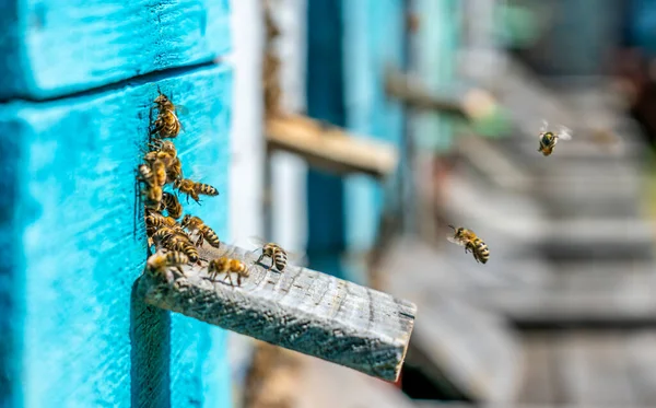 Colored Bee Hives Bees Return Hives Carrying Honey Them — Stock Photo, Image