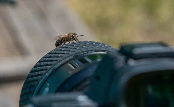 Une Abeille Voulant Prendre Une Photo Est Assise Sur Objectif — Photo