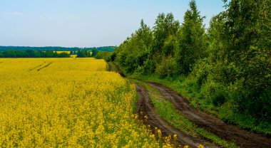 Toprak yol, parlak sarı çiçekli kolza tohumu tarlasından geçiyor..