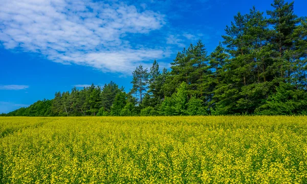 Campo Colza Floración Amarilla Brillante Sobre Fondo Bosque Pinos — Foto de Stock