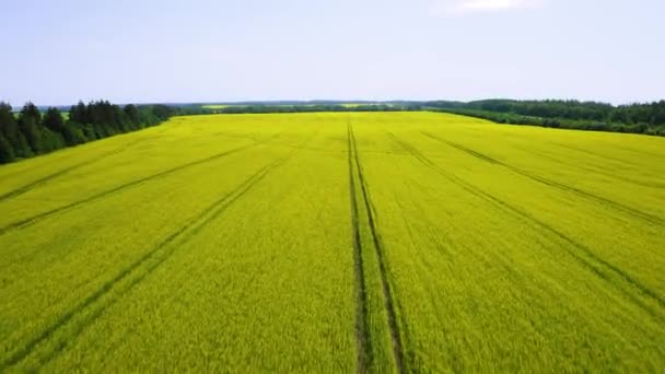 Luftvideo Flug Eines Quadcopters Über Ein Rapsfeld Mit Gelben Blüten — Stockvideo