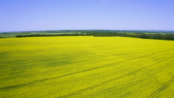 Luftvideo Bei Dem Ein Quadrocopter Großer Höhe Über Bunte Landwirtschaftliche — Stockvideo