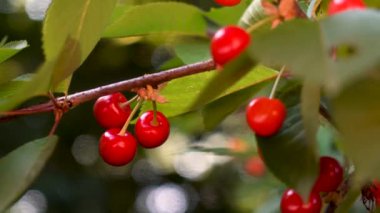 Akşam ışığında bir dalda olgun kirazlar, bokeh.