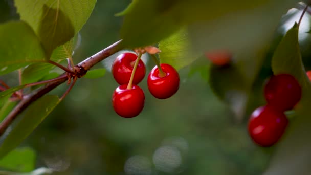 Cerejas Maduras Ramo Luz Tarde Bokeh — Vídeo de Stock