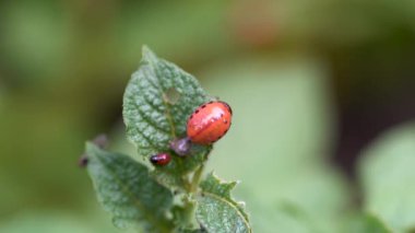 Kolorado böceğinin larvaları, patateslerden oluşan bir çalılığın üzerinde otururken kalp atışlarının görünür nabzını hissederler..
