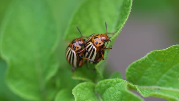 コロラドのメスとオスの甲虫がジャガイモの葉の上に座り — ストック動画