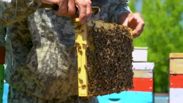 Pszczelarz podnosi ramę plastra miodu wypełnioną miodem z ula — Wideo stockowe