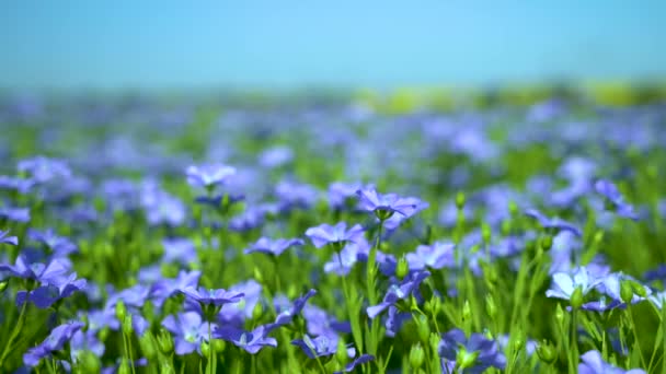 Голубое поле цветущего льна, льняные цветы крупным планом — стоковое видео