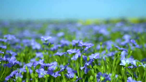 Campo blu di lino fiorito, fiori di lino primo piano — Video Stock