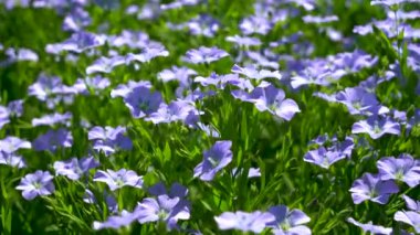 Mavi çiçekli keten tarlası, keten çiçekleri yakın plan