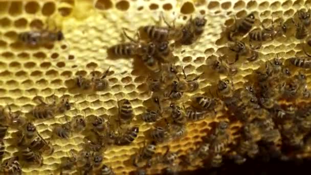 Dentro de uma colmeia, um close-up de abelhas depositando mel em pentes de cera — Vídeo de Stock
