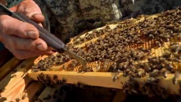 Pszczelarz usuwa galaretkę z ramy plastra miodu — Wideo stockowe