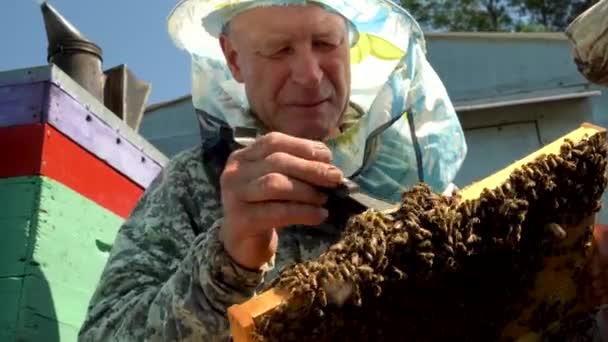 Pszczelarz sprawdza klatki z miodowymi mieszankami — Wideo stockowe