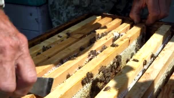 Včelař vytahuje z úlu rámy s medovými plásty — Stock video
