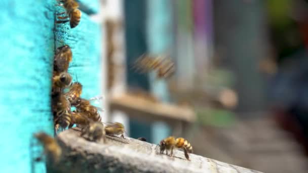 Вход в улей крупным планом, пчелы толпятся у входа — стоковое видео