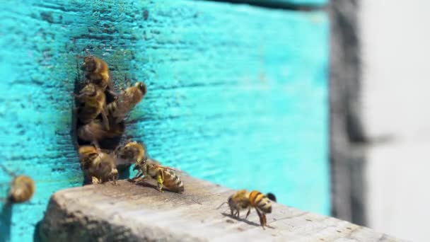 Entré till bikupan närbild, bin publiken vid ingången till bikupan — Stockvideo