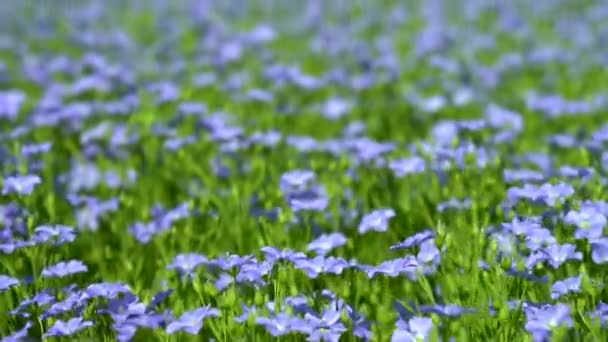 Pole kwitnącego lnu na tle błękitnego nieba, niebieskie kwiaty lnu — Wideo stockowe