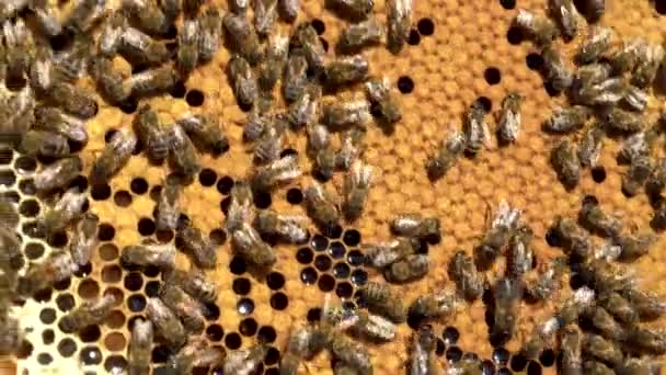 In einem Bienenstock, Nahaufnahme von Bienen, die die Wabe versiegeln — Stockvideo