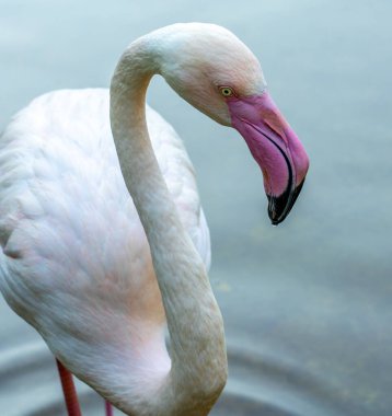 Su yüzeyinin arka planında yakın plan pembe Flamingo..