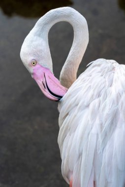 Su yüzeyinin arka planında yakın plan pembe Flamingo..