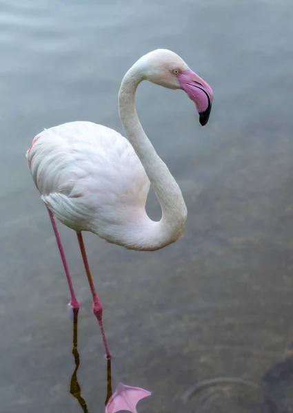 Flamingo Rosa Cerca Levanta Agua Sobre Fondo Superficie Del Agua —  Fotos de Stock