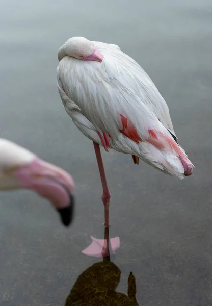 pink Flamingo standing on one leg in the water resting with its beak under its wing.
