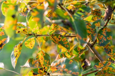 Mantar hastalığından etkilenen Gymnosporangium sabinae armudu