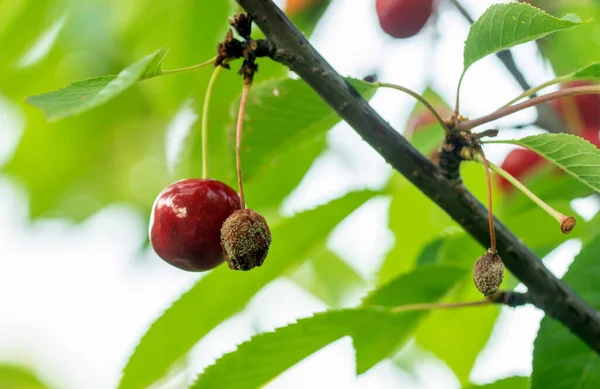 kiraz mantarı hastalığı, monilioz veya kiraz ağacının tekil yanığı