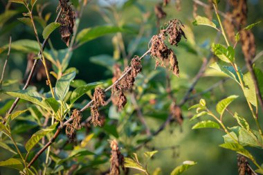 kiraz mantarı hastalığı, monilioz veya kiraz ağacının tekil yanığı