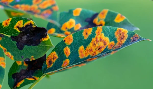 Mantar hastalığından etkilenen Gymnosporangium sabinae armudu