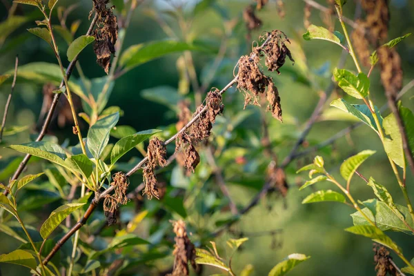 kiraz mantarı hastalığı, monilioz veya kiraz ağacının tekil yanığı