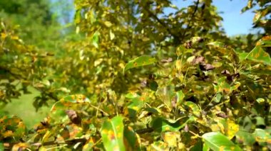 Mantar hastalığından etkilenen Gymnosporangium sabinae armudu