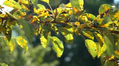 Mantar hastalığından etkilenen Gymnosporangium sabinae armudu