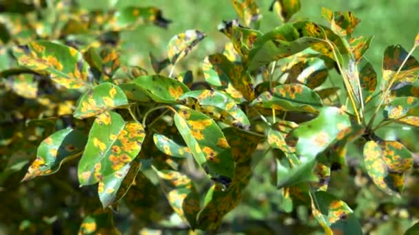 Afectados por la enfermedad fúngica Gymnosporangium sabinae pera — Vídeo de stock