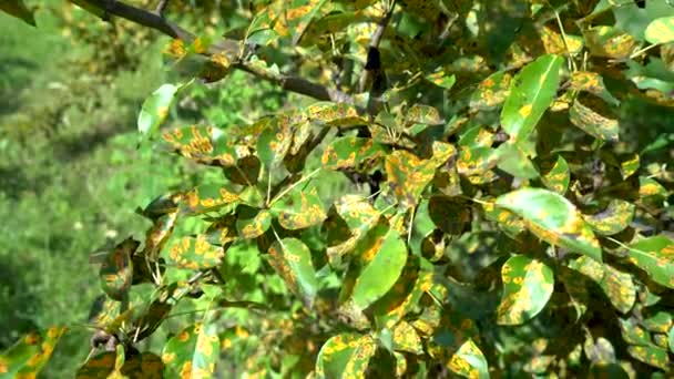 Aangetast door de schimmelziekte Gymnosporangium sabinae peer — Stockvideo