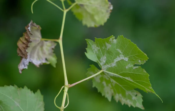 Üzümlerdeki küflü mantar hastalığı. Etkilenen yapraklar.