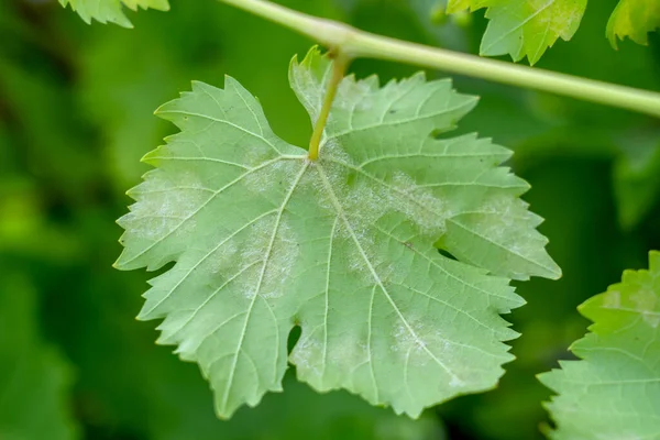 Грибкове захворювання пухлинної роси на винограді, уражене листя — стокове фото