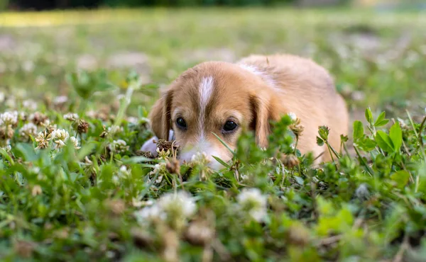 Молодой щенок лежит на траве и смотрит грустными глазами — стоковое фото