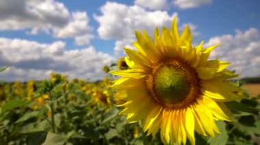 Güçlü rüzgar, ayçiçeği tarlasında açan ayçiçeğini sallar.