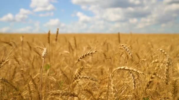 Oreilles de blé poussant dans un champ de céréales oscillant dans le vent — Video