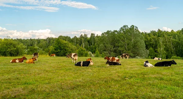 Una manada de vacas bien cuidadas yace y descansa en un prado en el bosque —  Fotos de Stock