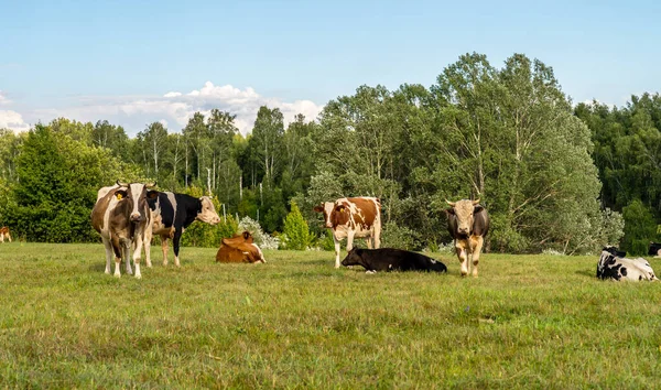 Una manada de vacas bien cuidadas y novillos pastan en un prado en el bosque —  Fotos de Stock