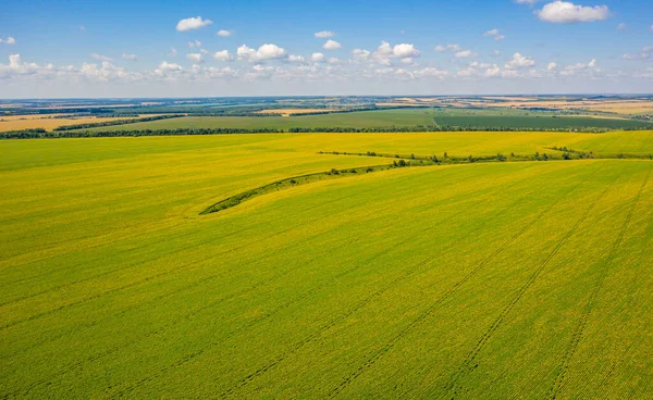 Vue de dessus des champs infinis de tournesol, photo virial — Photo