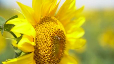 Bir bal arısı çiçek açan ayçiçeğinden nektar toplar, yakın çekim, yavaş çekim