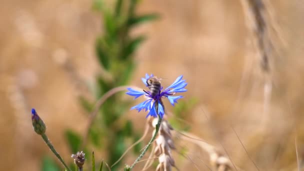 Pszczoła zbiera nektar z kwiatu kukurydziany rosnący na polu zboża — Wideo stockowe