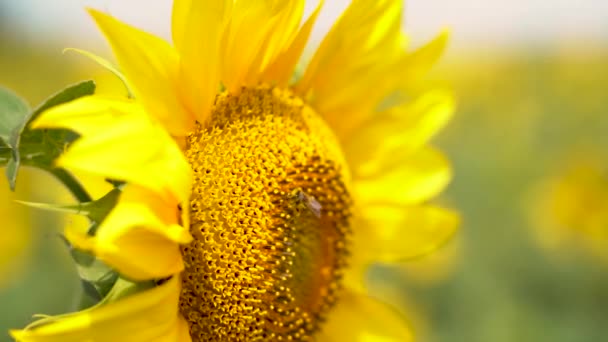 Una abeja recoge el néctar de un girasol floreciente, primer plano, cámara lenta — Vídeo de stock