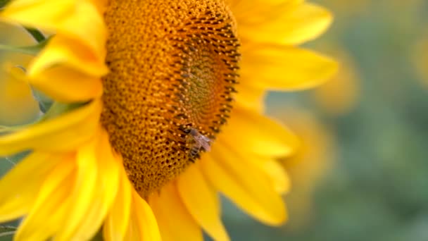 Una abeja recoge el néctar de un girasol floreciente, primer plano, cámara lenta — Vídeos de Stock