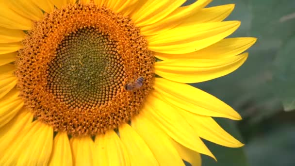 Un'ape raccoglie il nettare da un girasole in fiore, primo piano, al rallentatore — Video Stock